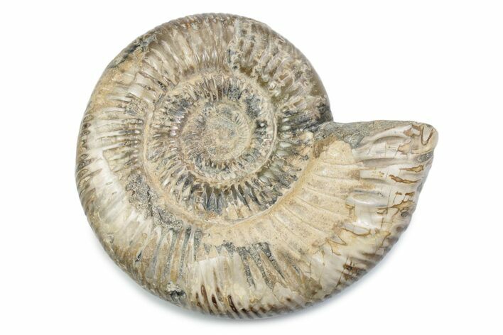 Polished Jurassic Ammonite (Perisphinctes) - Madagascar #378953